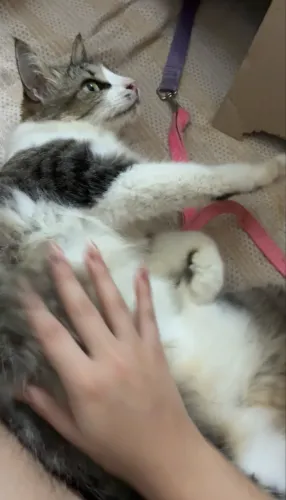 Doação Responsável - Gatinha Fêmea Muito Dócil e Peludinha (~6 meses)