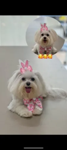 Lindos filhotes de maltês micro raça pura!