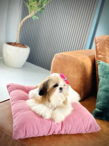 Filhote 7 meses Shihtzu 