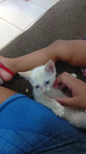 Gatinha de um a dois meses