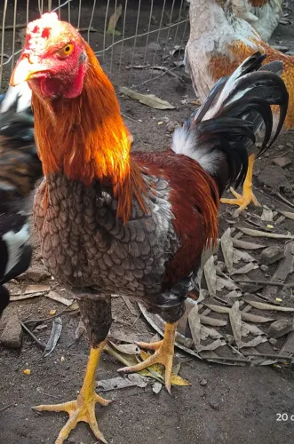 Lindo Frango Jovem (6 meses) - Oportunidade Única!