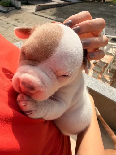 Filhotes de American Bully XXL