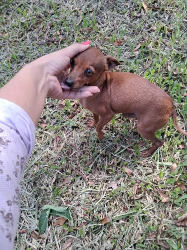Pinscher macho 0