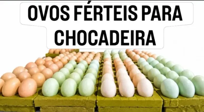 OVOS FÉRTEIS PARA CHOCAR
