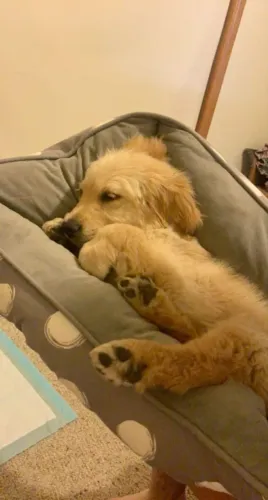 Filhotes de Golden retriever | Um cachorro que leva felicidade.