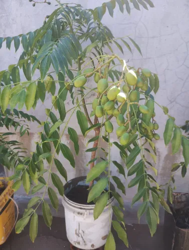 Muda de cajamanga anão