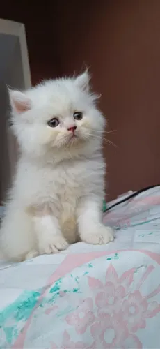 Gato persa