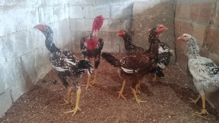 Ovos galados de índio gigante tradicional com polacas e polaco com mil flores e pintadas.