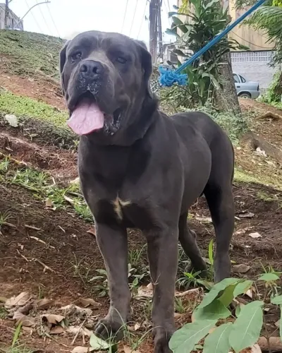 GRANDE CANE CORSO ITALIANO