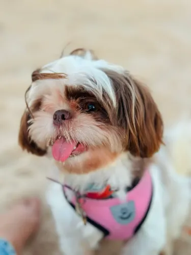 Procuro namorado shih tzu