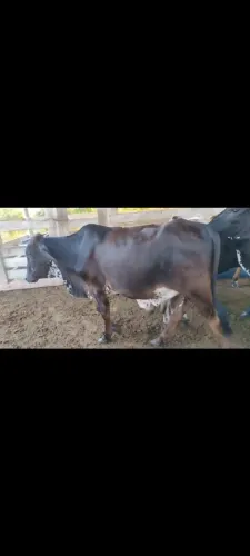 Lote de 7 garotinhos