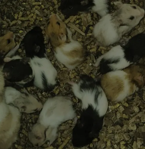 Hamster Sírio