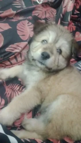 Filhote de chow chow com poodle