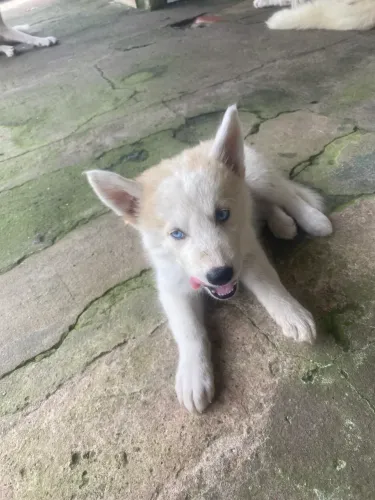 husky siberiano é akita 
