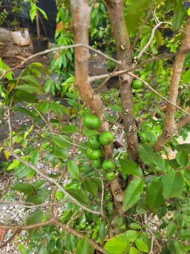 Jabuticaba