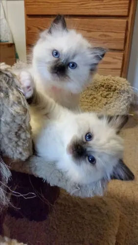 Ragdoll