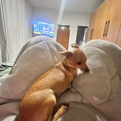 Pinscher fêmea 8 meses