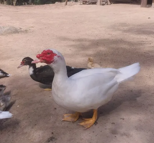Patos e patas e filhotes