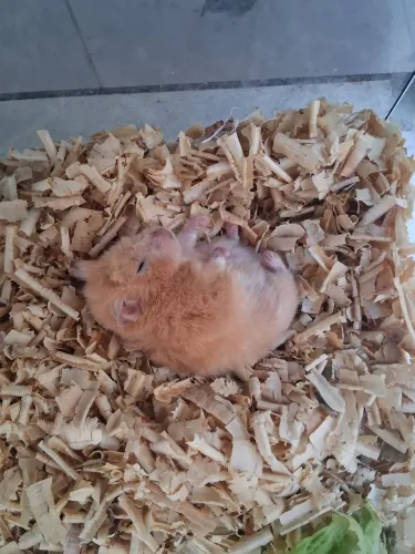Doação de hamster