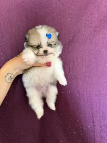 Lulu da Pomerania - filhote, vacinado 