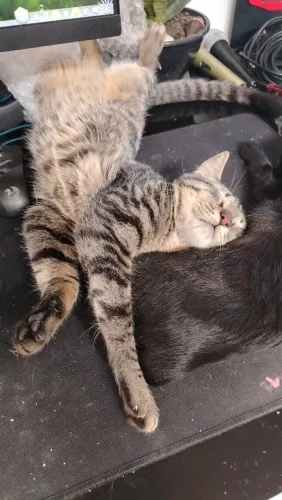 Gatinhas para doação
