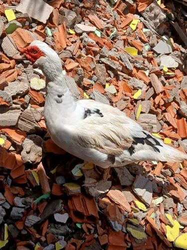 Patos
