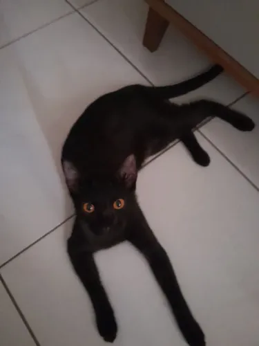 DOAÇAO DE GATA