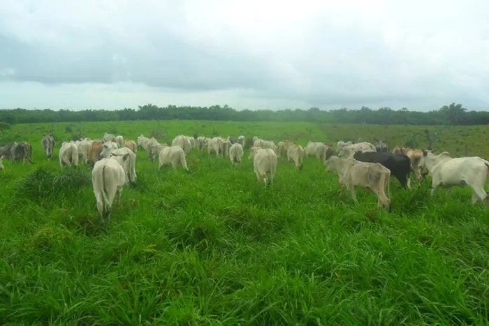 Fazenda pronta em pasto com 100 alqueires no Pará por R$ 6 milhões
