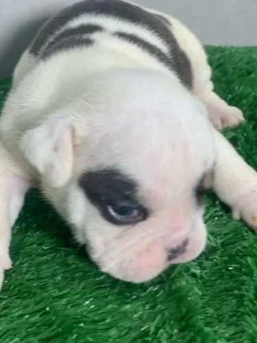 Filhote Bulldog inglês 