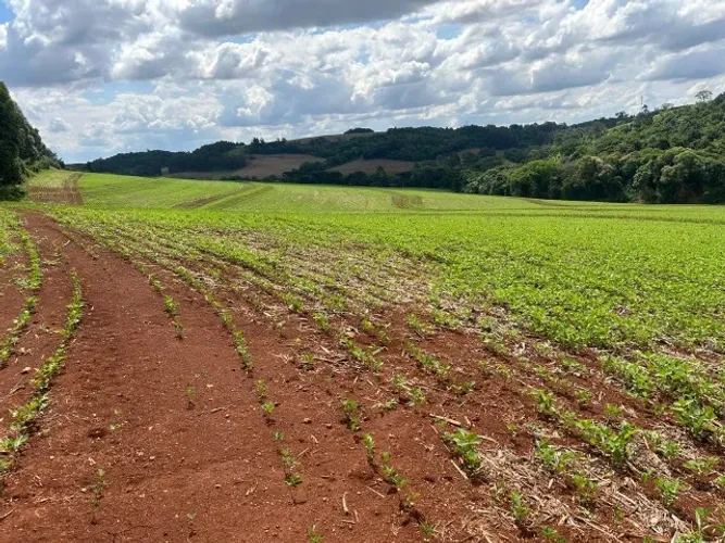 Chácara de 7,4 hectares em Ibema, próximo a cidade!