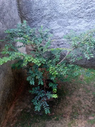 Jabuticaba sabará enxertada