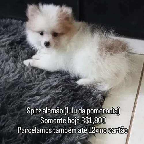 Spitz alemão lulu da pomerania (pagamento só na entrega)