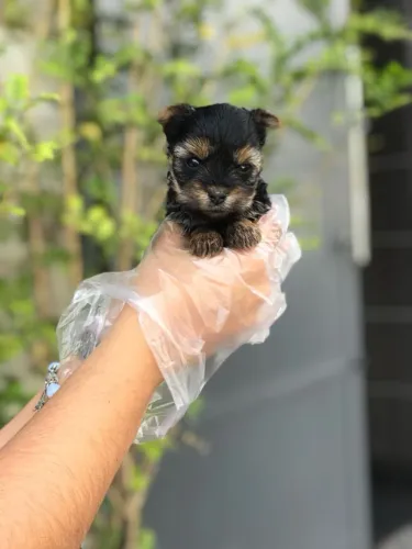 Yorkshire micro : Segurança e Qualidade na Compra