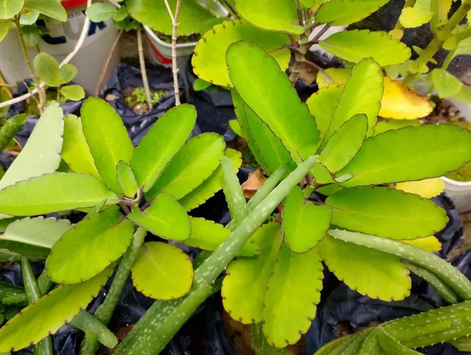 Muda da Planta Corama