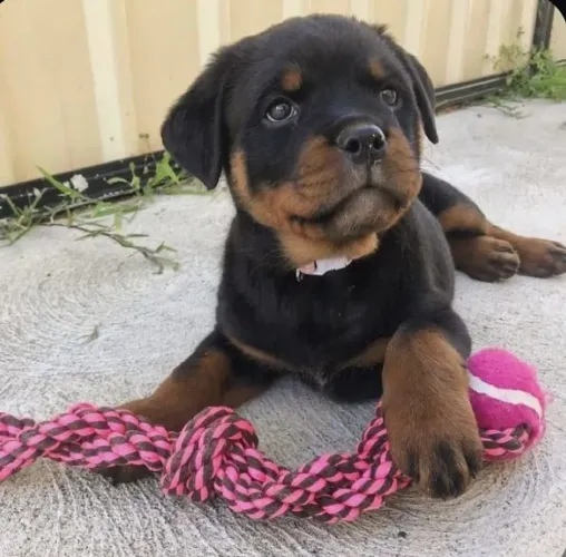 Filhote de Rottweiler olhos expressivos