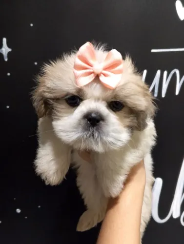 Fêmea de Shihtzu Bege com 2 meses bem pequena, vacinada