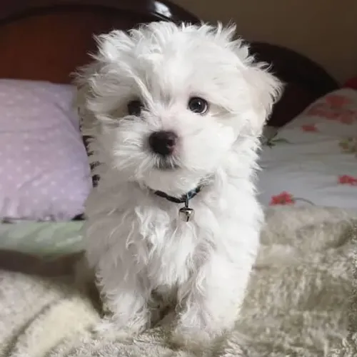 Filhote Maltês, O Amor Verdadeiro Tem Quatro Patas e Um Rabinho Alegre!