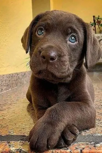 Filhote de Labrador: Olhos Azuis e Muita Fofura! Cor chocolate ? 
