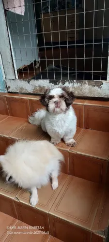 Shihtzu