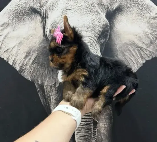 Filhote Yorkshire Terrier, Seus dias ficarão mais alegres com um novo amiguinho peludo!