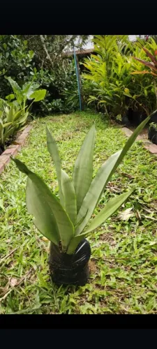 Sansevieria Cylindrica - Planta Ornamental