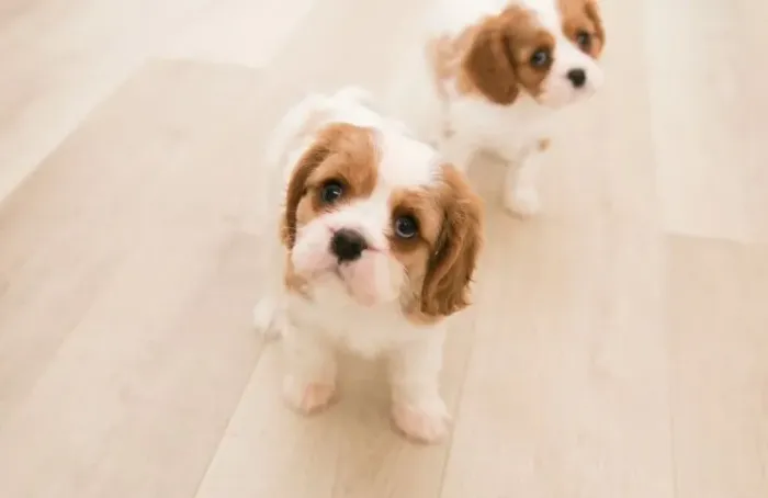 Cavalier king spaniel - Fêmea blenheim filhote 100% puro com garantia - Loja física