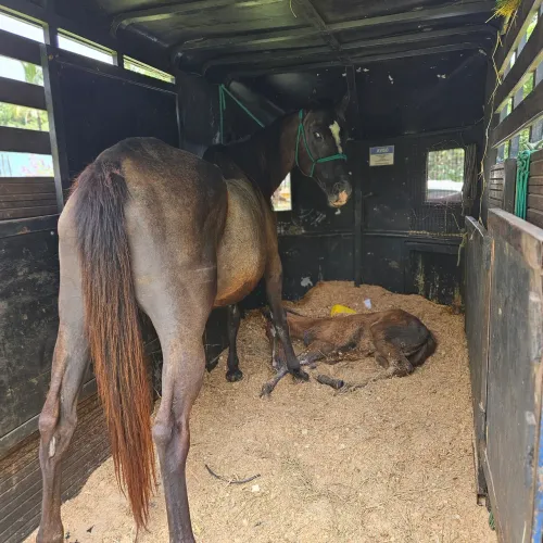 Frete e transporte para cavalos