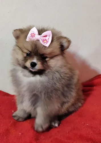 Spitz Alemão fêmea anão ideal para apartamento.
