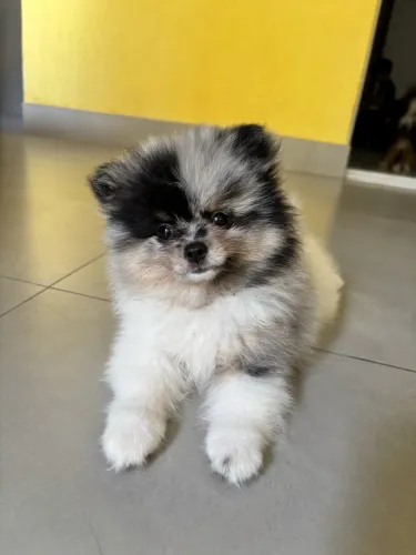 Filhote Spitz Alemão Fêmea Minúscula