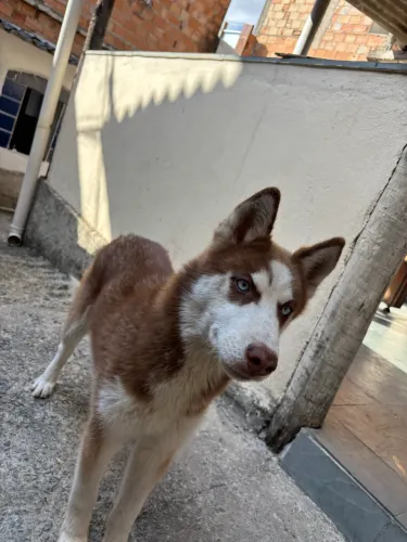 Husk siberiano 