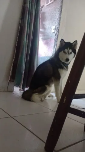 Husky Siberiano 1 ano, (14 meses)