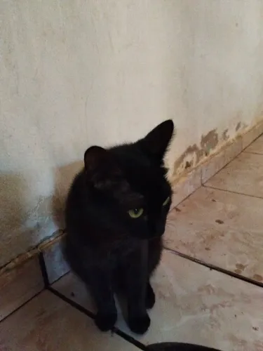 Duas Gatas pra adoção