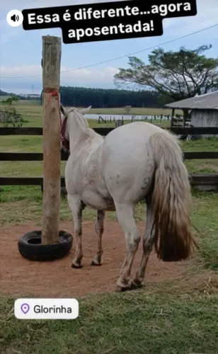 Égua Crioula de Cria - Filha de BT LUCERO