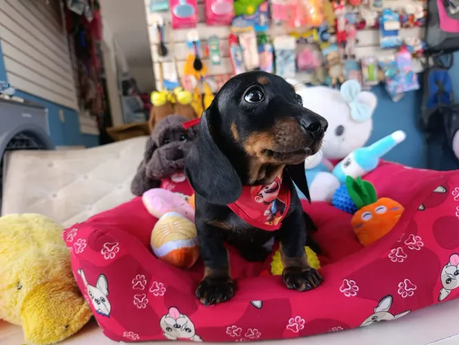 Salcichinha teckel machinho 
